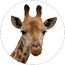 Chemi Morales Ramirez profile picture